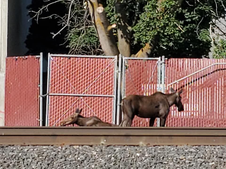 moose